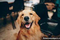 Pet Insurance in Canada: Is It Worth It?