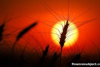 Will Food Prices Keep Rising? Weather’s Impact on Grocery Costs