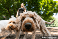 How Much Does It Cost to Travel From Canada With Pets?