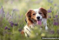Pet Insurance Explained: Do You Really Need It?